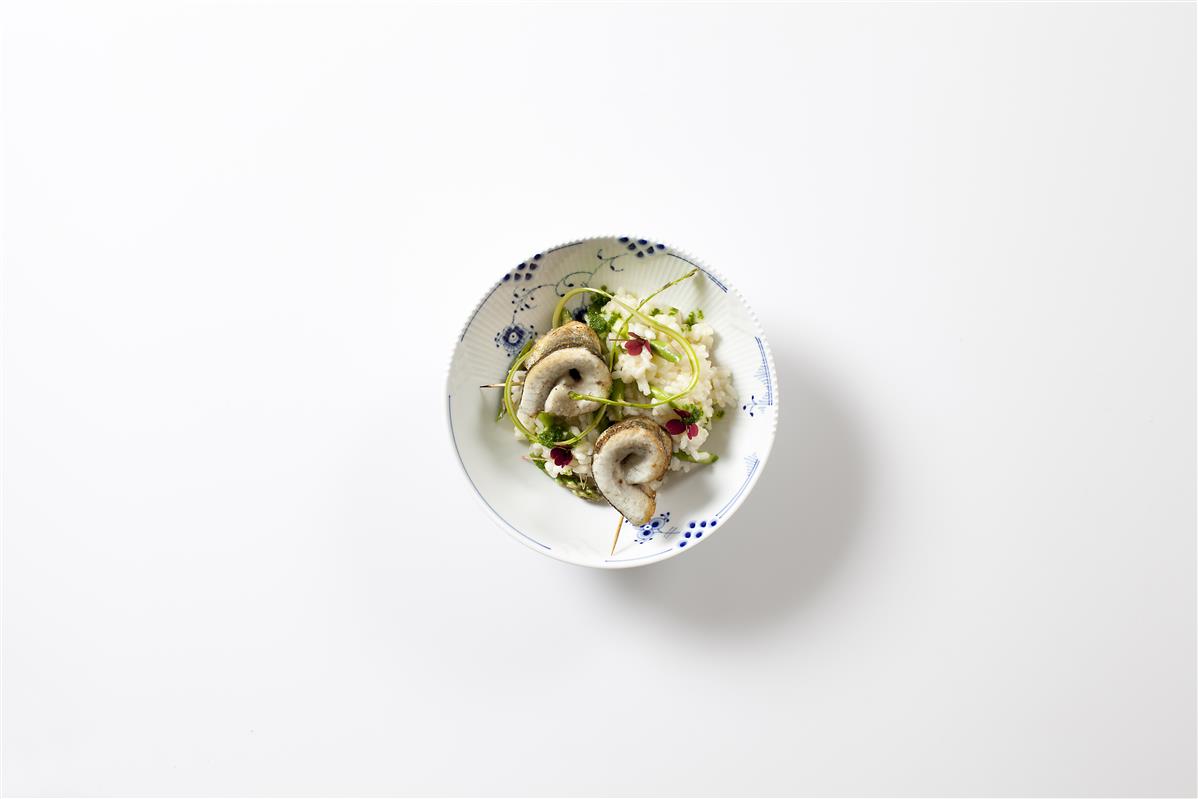 RUGMELSSTEGTE HORNFISK